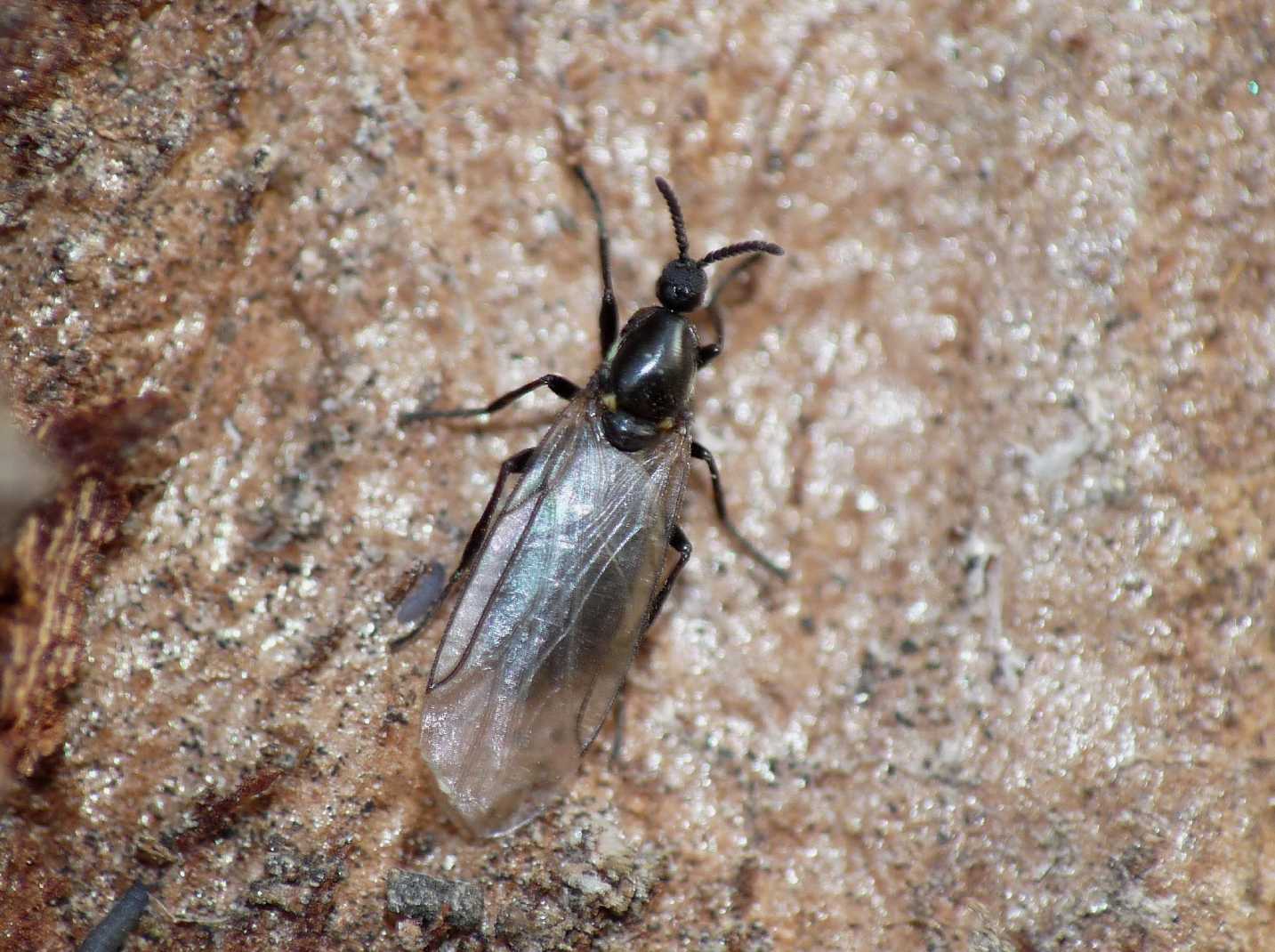 Dittero minuscolo: Scatopsidae: Scatopse notata (cfr.)